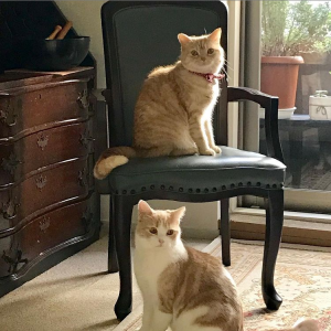 猫の写真