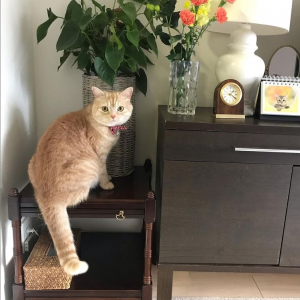 猫の写真