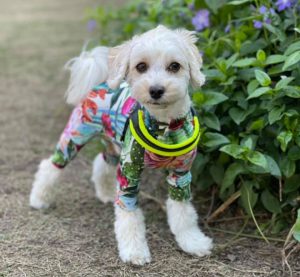 お散歩中の犬