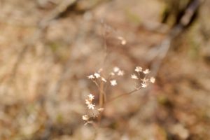 枯れた花