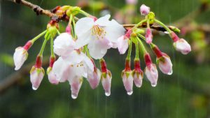 雨の中で雫が滴る桜