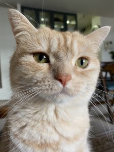 猫のアップ写真