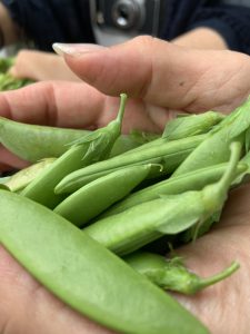 えんどう豆の写真